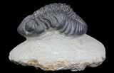 Pedinopariops Trilobite - Beautiful Preservation #66340-4
